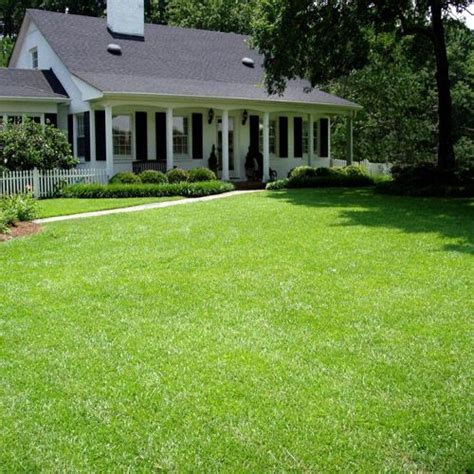 12 of the Best Drought-Resistant Grasses for a Greener Lawn