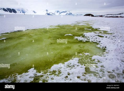 Green algae in meltwater on Peterman Island near the Lemaire channel, Graham Land, Antarctica ...