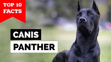 Canis Panther - Top 10 Facts - YouTube