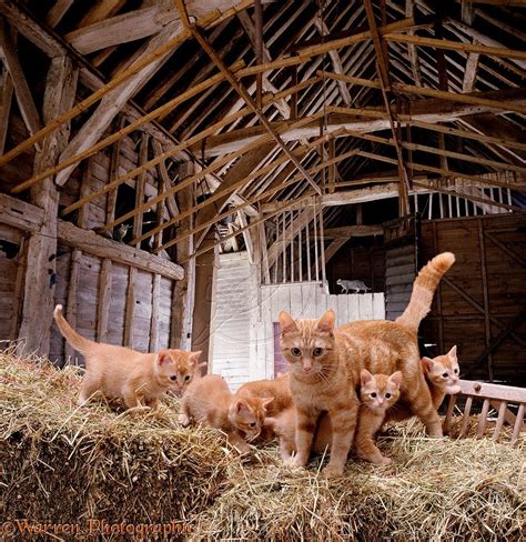 barn cats | KITTY WORLD | Pinterest