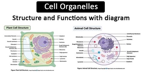 Cell Organelles Definition Cell organelles are specialized entities ...