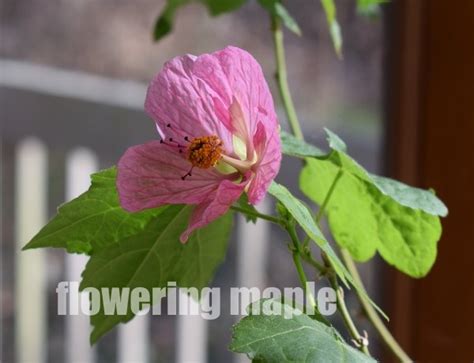 Flowering Maple Plant Care: How to Grow Abutilon Hybrids Indoors