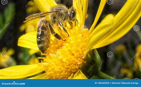 Worker Bee Working on Pollination Stock Image - Image of pollination ...