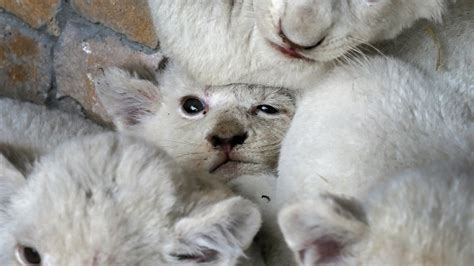 The cuteness of these rare white lion cubs is too much to handle | Mashable