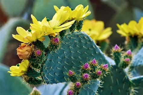 Prickly Pear (Opuntia) Cactus Care & Grow Guide - CactusCare