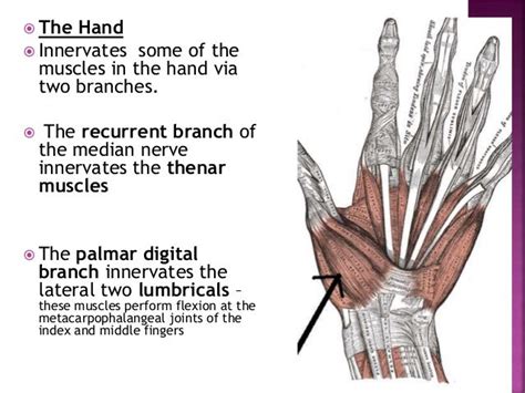 Ape thumb deformity to publish