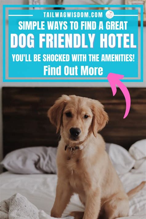 Tips To Book A Great Dog Friendly Hotel - Tail Wag Wisdom