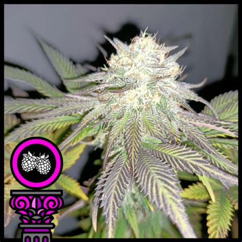 Tropicana Purple Cookies - Domus Seeds