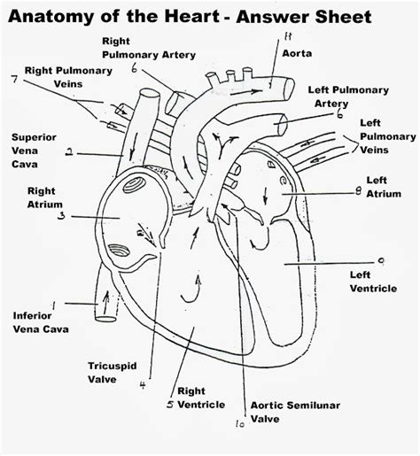 Heart Diagram Class 7 Without Labelling