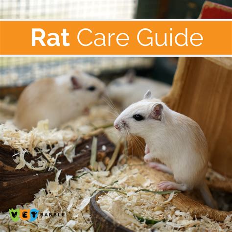 Hands up rat owners? 🙋 Rats are cuddly, friendly and intelligent pets ...