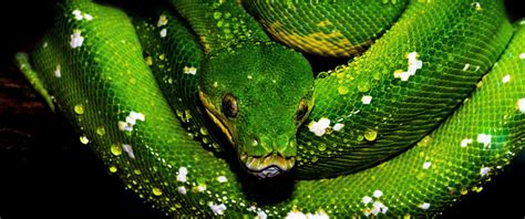 Python (Snake) Wallpapers (34+ images inside)