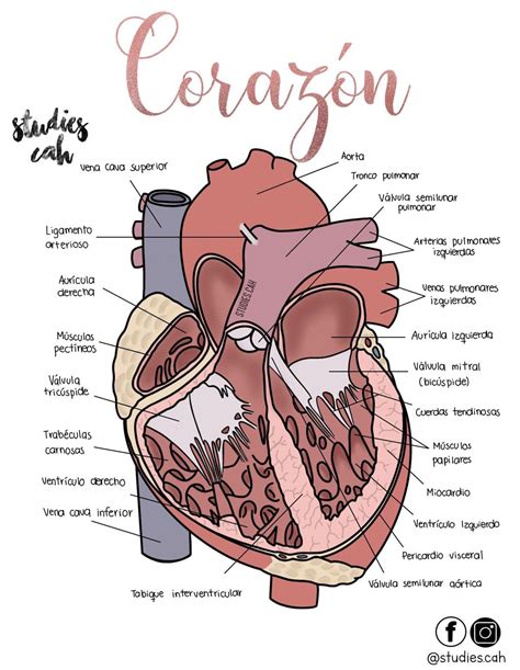 Anatomia Del Corazon Anatomia Anatomia Medica Anatomia Y Fisiologia ...