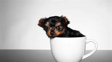 Teacup Yorkie Owner’s Guide | Our Fit Pets