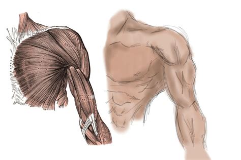 ANATOMY - Shoulder and Bicep Muscles by iamawesomewill on DeviantArt