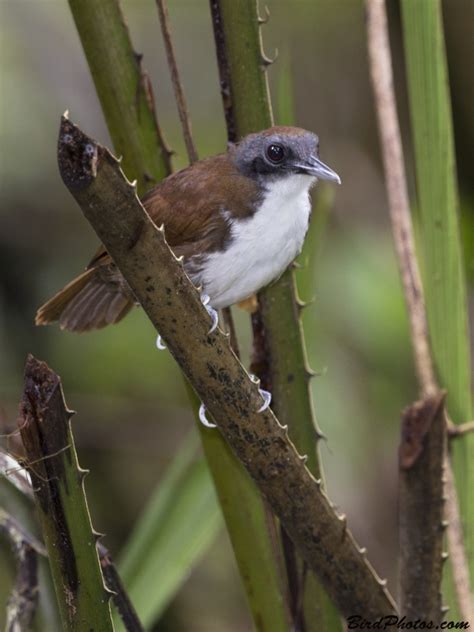 Bicolored Antbird | BirdPhotos.com