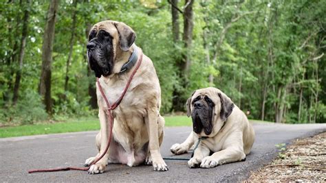 Life Unleashed: 10 Cutting-Edge Features Of SpotOn GPS Dog Fence - Big Dog Mom™