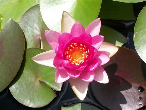 Lotus Lily Pad Nature - Free photo on Pixabay - Pixabay
