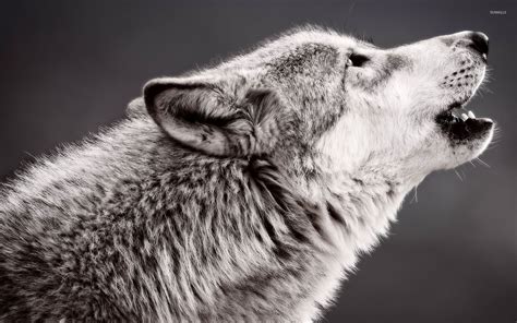 Wolf Howling Wallpaper (67+ images)