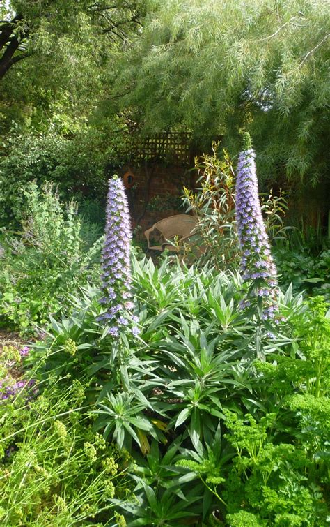 the trouble with echiums