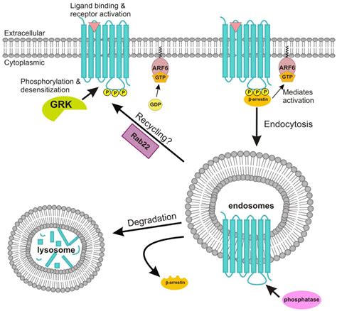 23 Which of the Following Are Types of Cholinergic Receptors