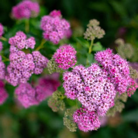 Little Princess Spirea | Dwarf Spirea Little Princess — PlantingTree