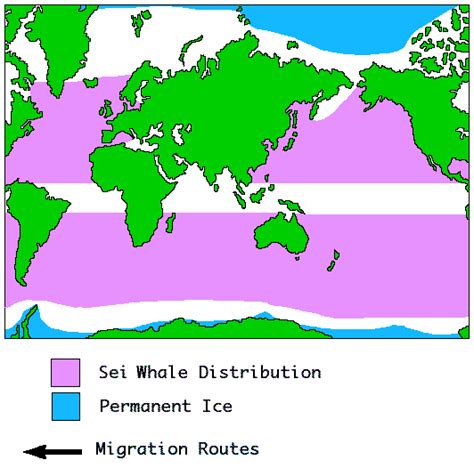 Whales on the Net - Sei Whale Distribution