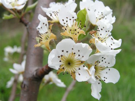 Pacific Northwest Fruit Trees In Bloom | Northwest Gardening