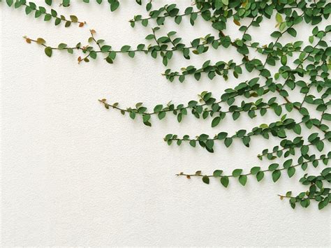 Climbing Plants - Design Trend | ModularWalls