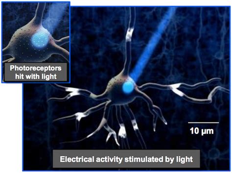 Optimizing a Microlens Design for Optogenetics Applications | COMSOL Blog