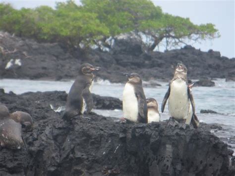 Galapagos family vacation, hotel based | Responsible Travel