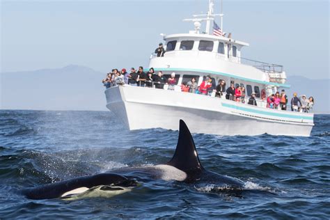 Whale Watching Boston: 6 Best Local Tours for Seeing Huge Whales