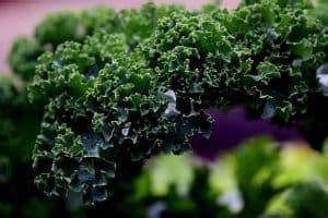 How To Grow Kale Indoors - Urban Garden Gal