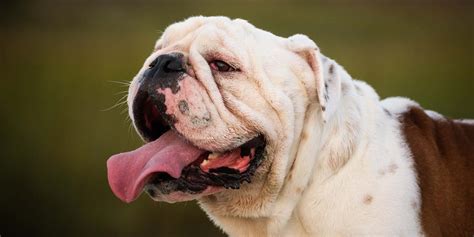 English Bulldog Dog Breed Profile – Top Dog Tips