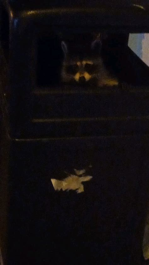 Caught raccoon in the trash can, takes him seconds to respond after ...