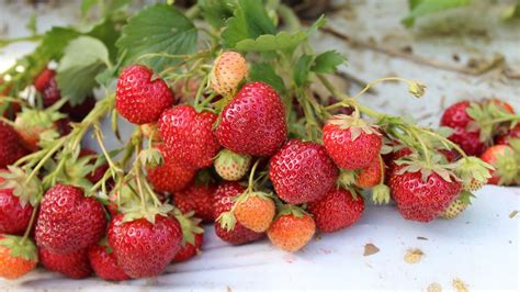 New high-yield strawberry, raspberry varieties released | Cornell Chronicle