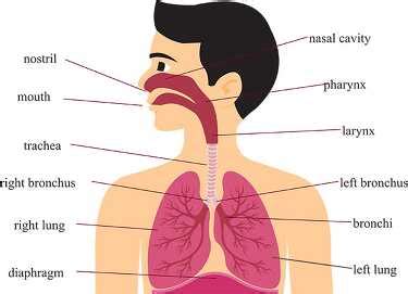 44 respiratory system labeled diagram - Labelgenics