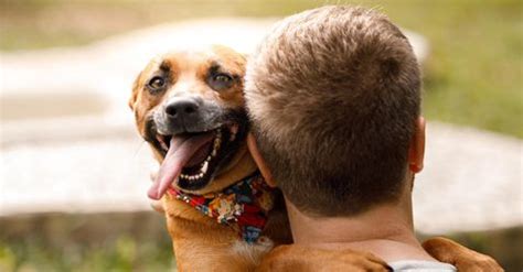 Best Dog Rescue Stories You'll Ever Hear | Always Pets