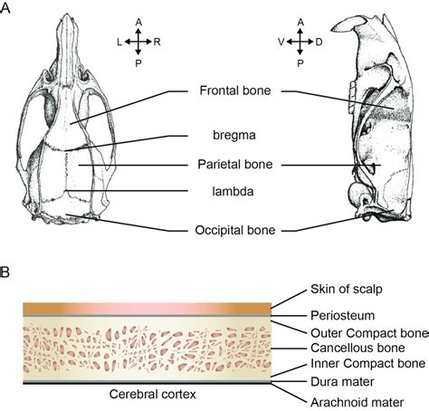 Rat skull. (A) Top (left) and lateral (right) views of the rat skull ...