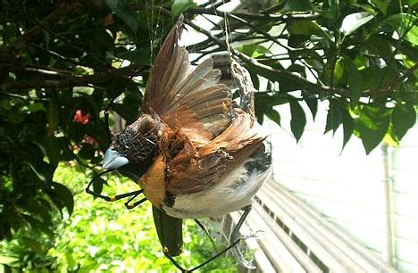 Australian Bird Eating Spider