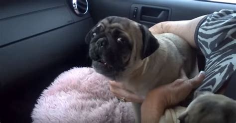 (Video) Pugs Have a Meltdown When Dad Leaves for a Few Minutes. Listen to the Sounds They Make ...