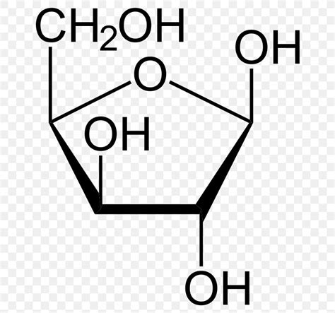 Ribose Monosaccharide Glucose Haworth Projection Arabinose, PNG ...