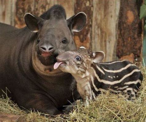 Cute baby tapir with a big kiss for mom. Cute Creatures, Beautiful ...