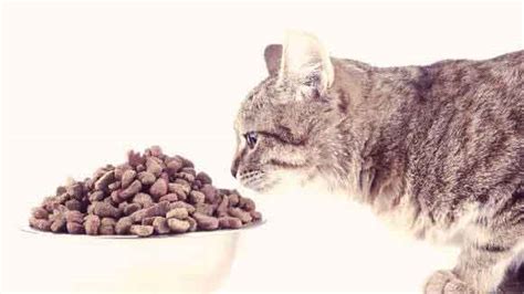 Why Grain Free-Cat Food Benefits Your Pet Health - Talbert Zoo