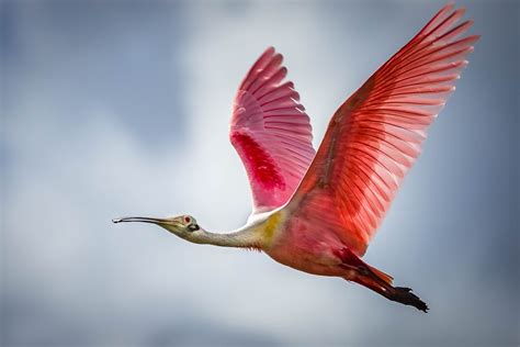 A roseate spoonbill flying in low. Photo taken at the Stick Marsh, Fellsmere, Florida. The T.M ...