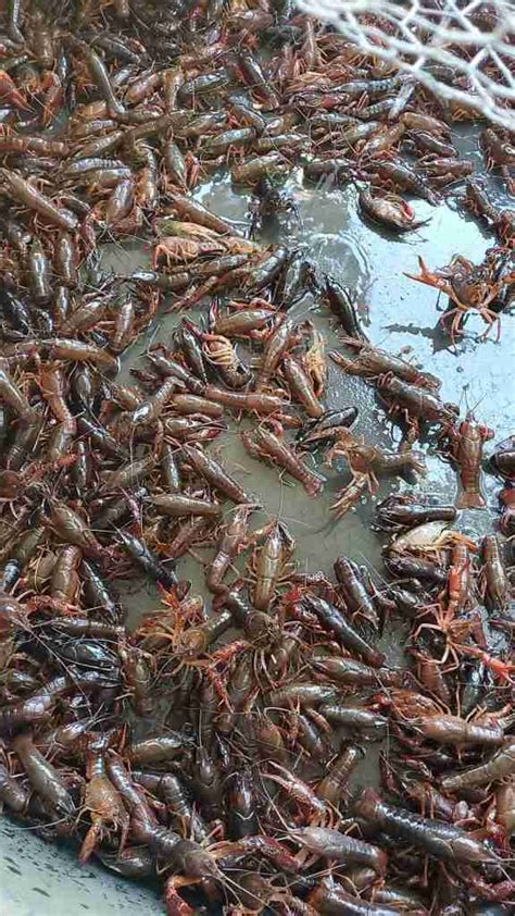 Deep water crawfish farming shows promise | In the Field