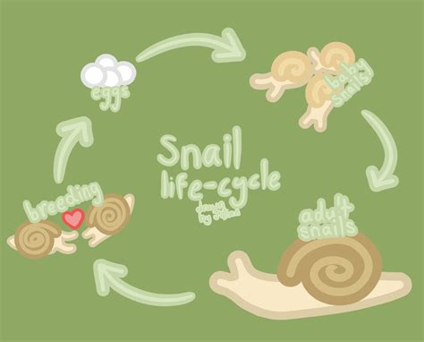 Life Cycle Of A Snail For Kids