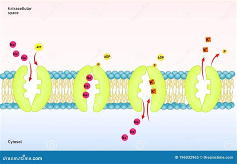 Sodium Potassium Pump, Cellular Transport Stock Vector - Illustration of biochemistry, bilayer ...