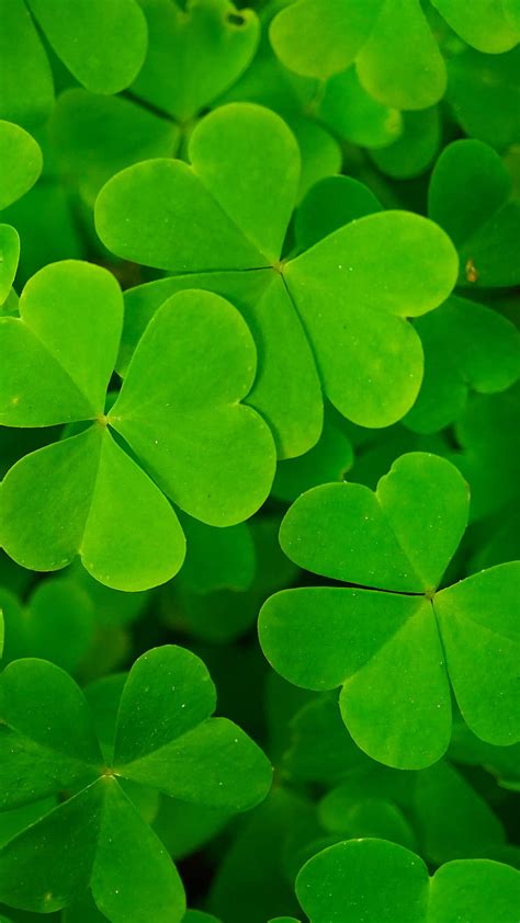 Lucky Clover, green, ireland, irish, leaf, leaves, nature, shamrock ...