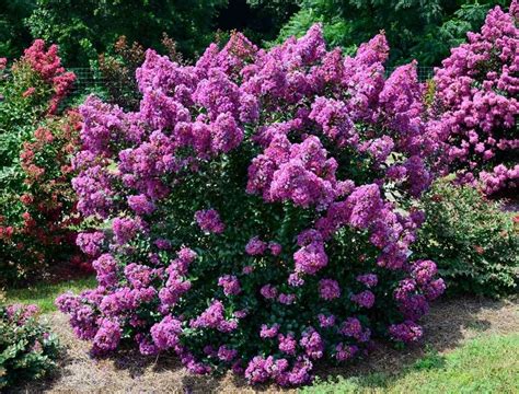 Purple Magic Crape Myrtle for Sale | Bold Purple Blooms - PlantingTree ...