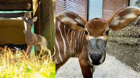 Memphis Zoo welcomes two new babies for the new year | localmemphis.com